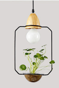 Metal frame with glass planter pendant light
